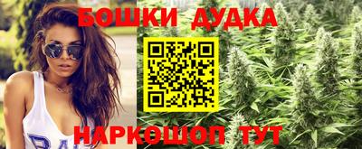 крисы Новозыбков