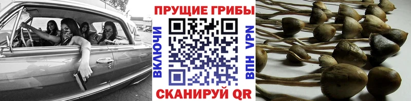 Галлюциногенные грибы Psilocybe  что такое   мориарти клад  Новый Уренгой 